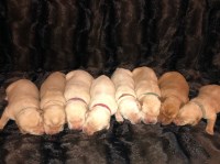 Southern Minnesota Labrador Retrievers Labrador Retriever breeder