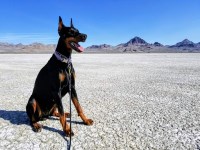Snow Springs Dobes Doberman Pinscher breeder