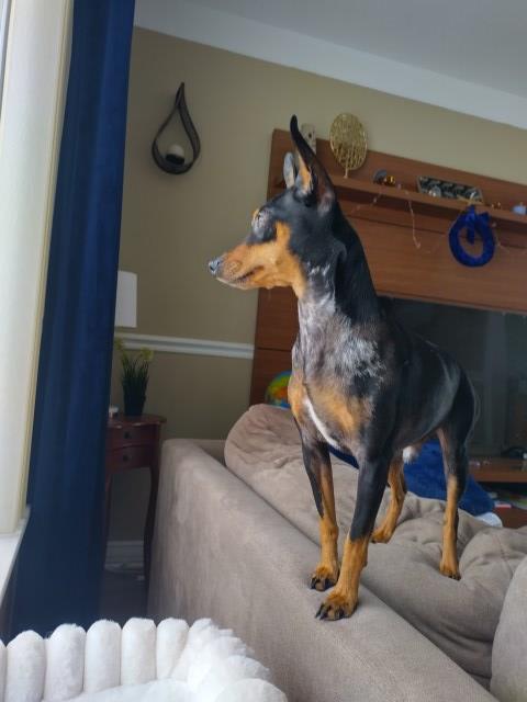 Miniature Pinscher Stud 31902