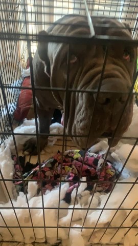 Neapolitan Mastiff Stud 29387