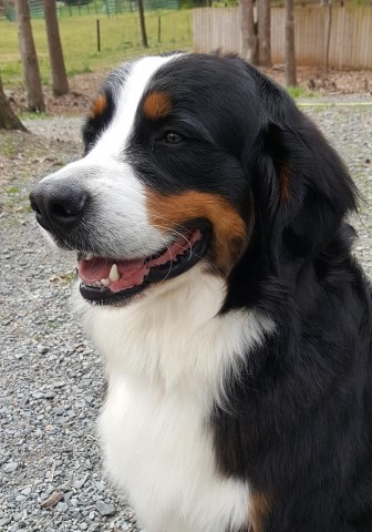 Carolina Bernese Mountain Dog