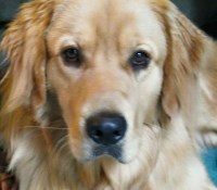 Robert - Golden Retriever Stud