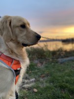 Sam - Golden Retriever Stud
