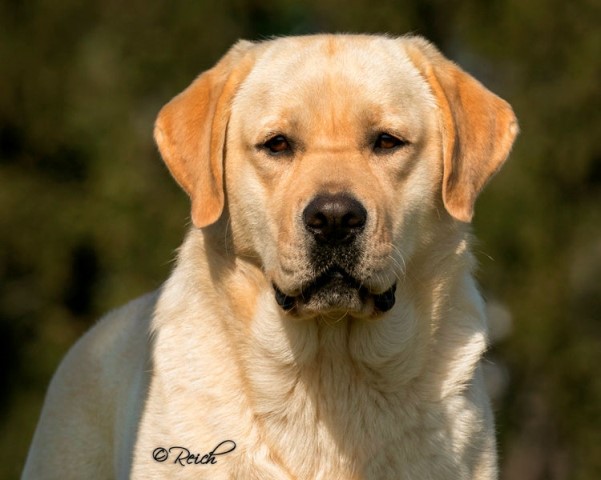 van Dalen Labradors