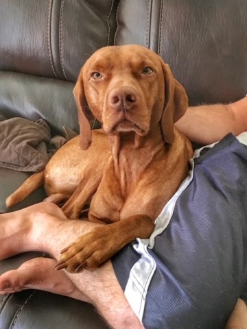 Vizsla Stud 28748