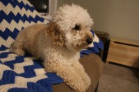 Alexis H - Poodle Miniature Stud