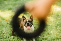 Vanessa Wade - Boston Terrier Stud