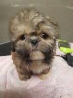 Cheryl - Shih Tzu Breeder Shih Tzu breeder