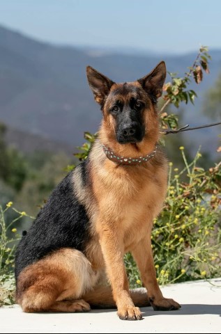 German Shepherd Dog Stud 28559