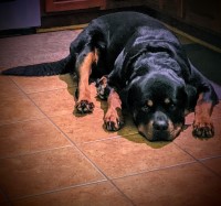 Rafael Guzman - Rottweiler Stud