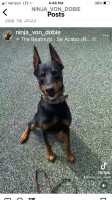 Jeanne Dalton - Doberman Pinscher Breeder Doberman Pinscher breeder