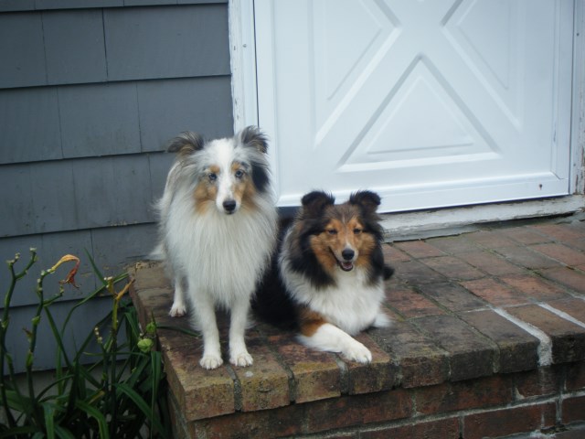 Czars Shetland Sheepdogs