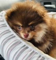 Natasha Lewicki - Pomeranian Stud