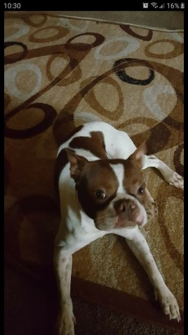 Boston Terrier Stud 27584