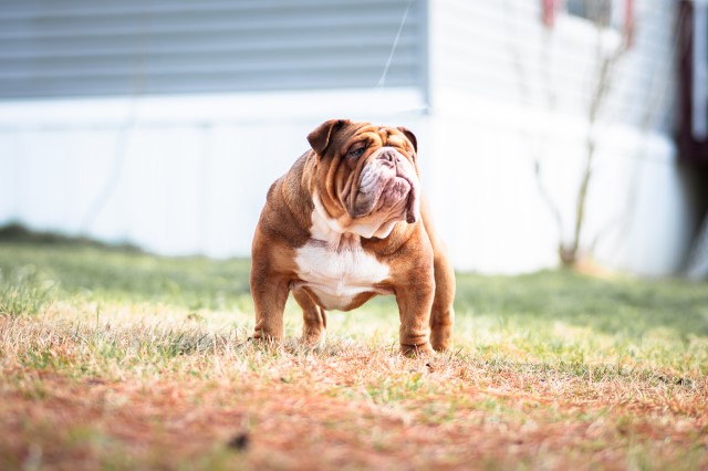 English Bulldog Stud 31028