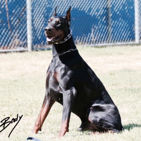 Doberman Pinscher Stud 28109