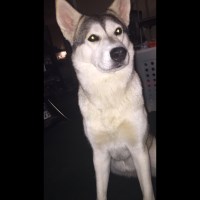 Taylor - Siberian Husky Breeder Siberian Husky breeder