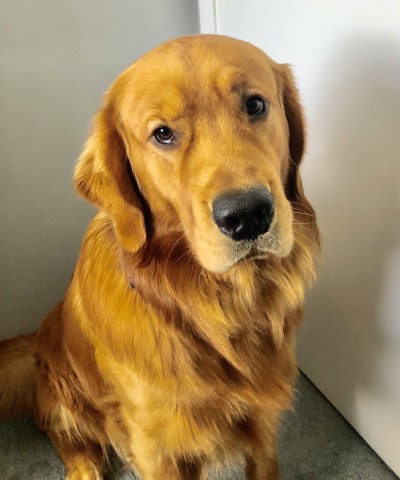 San Diego Goldens