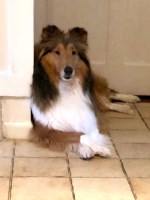 Collie Breeders In Connecticut