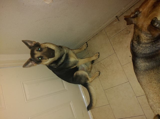 German Shepherd Dog Stud 29224