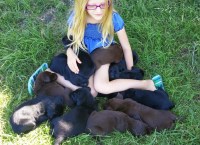 WE Retrievers Labrador Retriever breeder