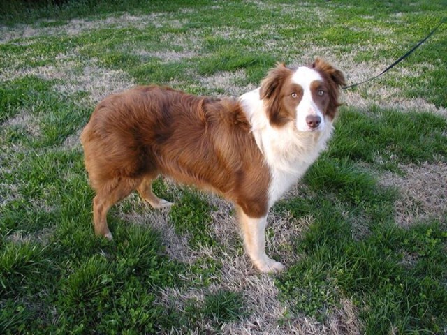 Rolling Hills Farm Aussies