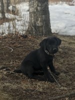 Chad Mehta - Labrador Retriever Stud