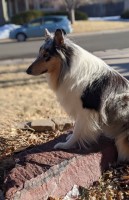 Nine Eves LLC Collie breeder