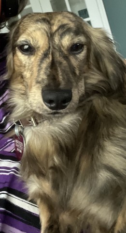 Sunrise Dachshunds of Jacksonville