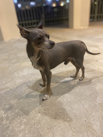 Chihuahua Stud 28379