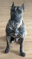 Perro De Presa Canario thumbnail