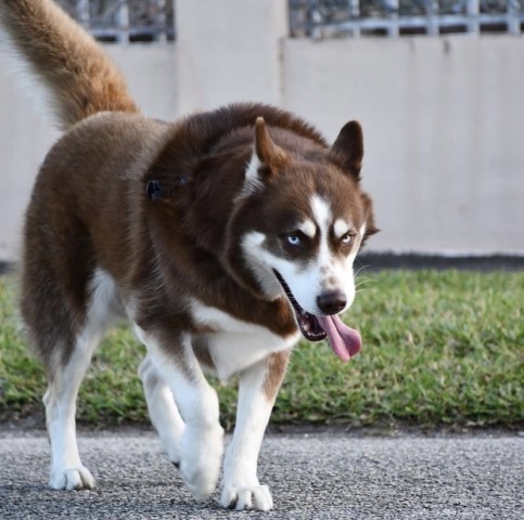 Siberian Husky Stud 30604