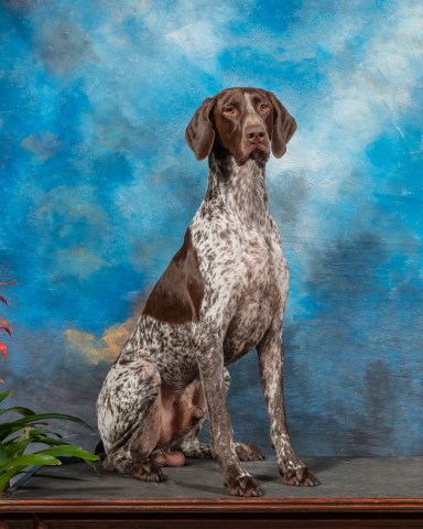 German Shorthaired Pointer Stud 27448