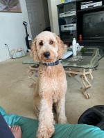Darlenne - Goldendoodle Stud