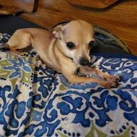 Tes - Chihuahua Stud