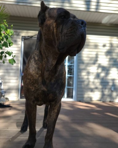 Cane Corso Stud 28960