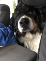 Glenn Davis - Bernese Mountain Dog Stud