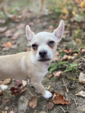 Chihuahua Stud 29827