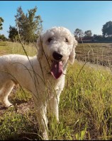 Ashley O - Goldendoodle Stud