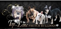 Top of the line french bulldogs French Bulldog breeder