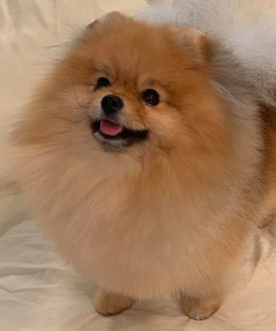 Larsen's Pomeranians