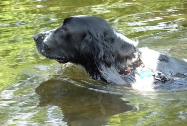 English Springer Spaniel Breeder 26104