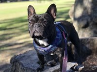 Ashley - French Bulldog Stud