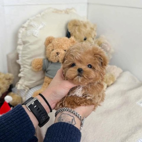 Maltipoo Breeder 31903