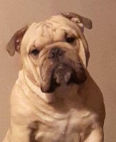 4theloveofabully@gmail.com English Bulldog breeder
