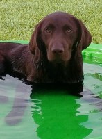 Amy DeVane - Labrador Retriever Stud