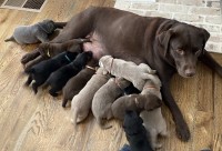 Weathervane Labs Labrador Retriever breeder