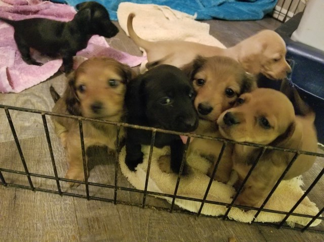 Dachshund Breeder 19626