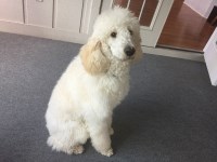 Sam - Poodle Standard Stud