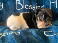 Rat Terrier thumbnail